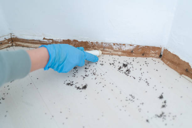 Best Best Pest Control Companies  in Roselle Park, NJ