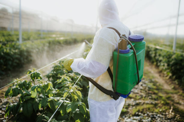 Best Ant Control Services  in Roselle Park, NJ